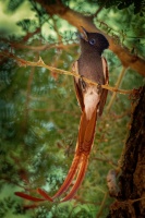 Lejskovec nadherny - Terpsiphone viridis - African Paradise-Flycatcher o7750-1